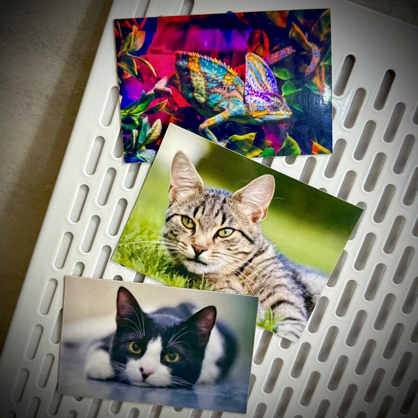 Custom FLEXI Photo Magnets